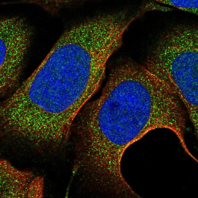 NKAPD1 Antibody - BSA Free Immunocytochemistry/ Immunofluorescence: NKAPD1 Antibody [NBP1-84606]