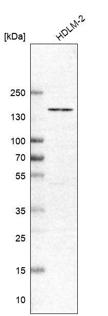 PEPP2 Antibody - BSA Free Western Blot: PEPP2 Antibody - BSA Free [NBP1-84612]