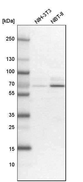 GNL3L Antibody - BSA Free Western Blot: GNL3L Antibody - BSA Free [NBP1-84618]
