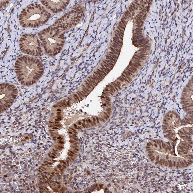 GNL3L Antibody - BSA Free Immunohistochemistry-Paraffin: GNL3L Antibody - BSA Free [NBP1-84618]