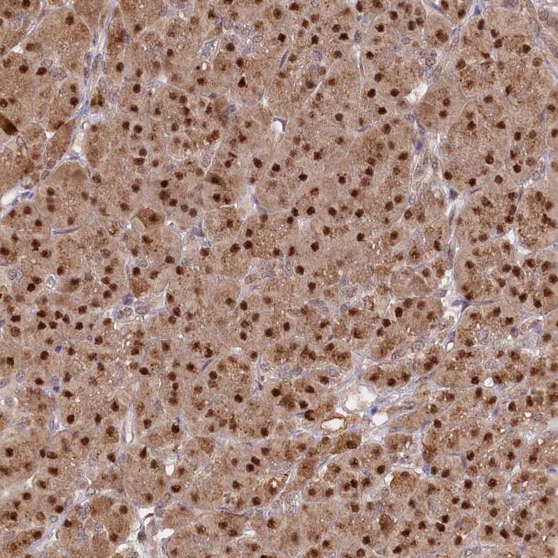 GNL3L Antibody - BSA Free Immunohistochemistry-Paraffin: GNL3L Antibody - BSA Free [NBP1-84618]