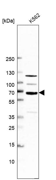 POLR3E Antibody - BSA Free Western Blot: POLR3E Antibody - BSA Free [NBP1-84621]