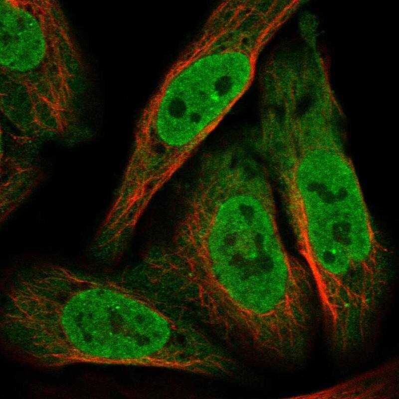 ANKZF1 Antibody - BSA Free Immunocytochemistry/ Immunofluorescence: ANKZF1 Antibody - BSA Free [NBP1-84627]