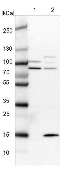 SRBD1 Antibody - BSA Free Western Blot: SRBD1 Antibody - BSA Free [NBP1-84630]