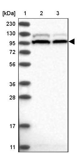 SRBD1 Antibody - BSA Free Western Blot: SRBD1 Antibody - BSA Free [NBP1-84630]