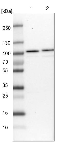 RBM28 Antibody - BSA Free Western Blot: RBM28 Antibody - BSA Free [NBP1-84633]