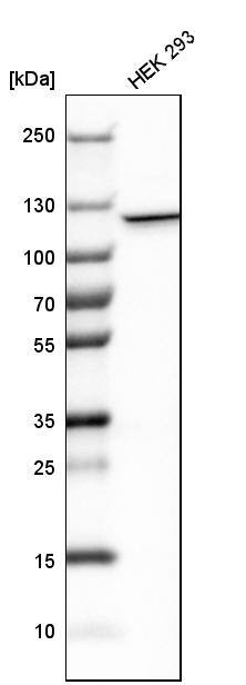 IARS2 Antibody - BSA Free Western Blot: IARS2 Antibody - BSA Free [NBP1-84637]