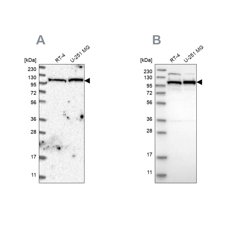 IARS2 Antibody - BSA Free Western Blot: IARS2 Antibody - BSA Free [NBP1-84637]