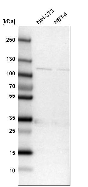IARS2 Antibody - BSA Free Western Blot: IARS2 Antibody - BSA Free [NBP1-84637]
