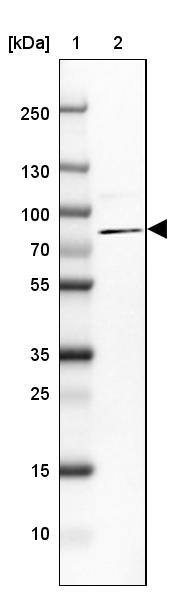 ARHGAP28 Antibody - BSA Free Western Blot: ARHGAP28 Antibody - BSA Free [NBP1-84642]