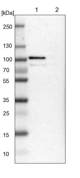 TTC14 Antibody - BSA Free Western Blot: TTC14 Antibody - BSA Free [NBP1-84657]