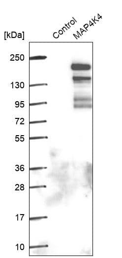 HGK/MAP4K4 Antibody - BSA Free Western Blot: HGK/MAP4K4 Antibody - BSA Free [NBP1-84663]