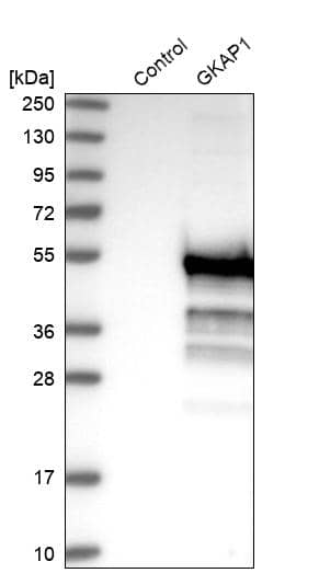 GKAP1 Antibody - BSA Free Western Blot: GKAP1 Antibody - BSA Free [NBP1-84669]