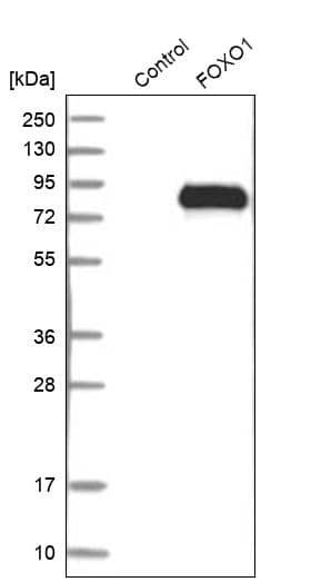 FoxO1/FKHR Antibody - BSA Free Western Blot: FoxO1/FKHR Antibody - BSA Free [NBP1-84674]