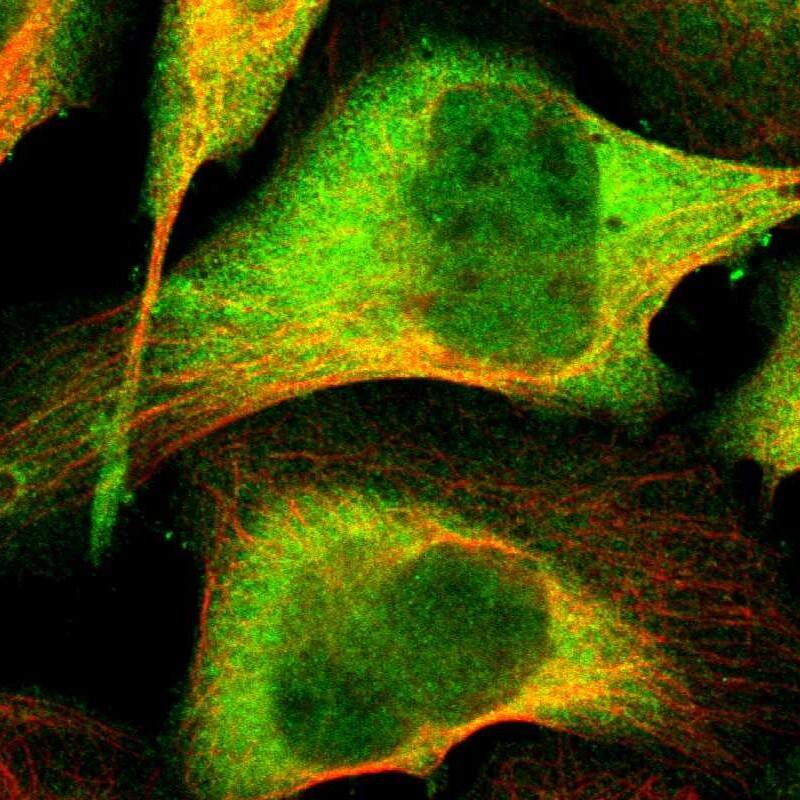 FKBP52/FKBP4 Antibody - BSA Free Immunocytochemistry/ Immunofluorescence: FKBP52/FKBP4 Antibody - BSA Free [NBP1-84675]