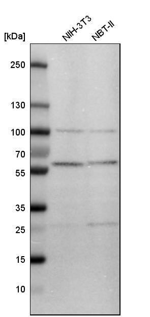 FKBP52/FKBP4 Antibody - BSA Free Western Blot: FKBP52/FKBP4 Antibody - BSA Free [NBP1-84675]