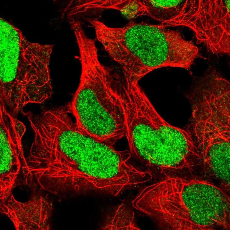 FKBP51/FKBP5 Antibody - BSA Free Immunocytochemistry/ Immunofluorescence: FKBP51/FKBP5 Antibody - BSA Free [NBP1-84676]