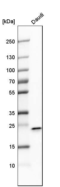 FKBP11 Antibody - BSA Free Western Blot: FKBP11 Antibody - BSA Free [NBP1-84678]