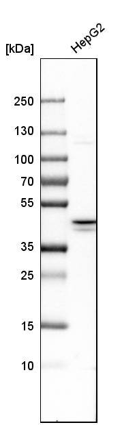 IKK gamma Antibody - BSA Free Western Blot: IKK gamma Antibody - BSA Free [NBP1-84681]