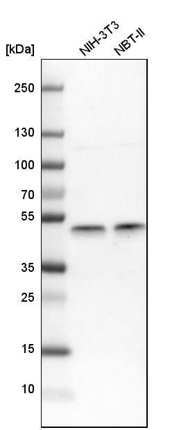 IKK gamma Antibody - BSA Free Western Blot: IKK gamma Antibody - BSA Free [NBP1-84681]