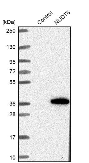 NUDT6 Antibody - BSA Free Western Blot: NUDT6 Antibody - BSA Free [NBP1-84688]