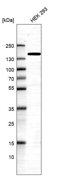 PURL Antibody - BSA Free Western Blot: PURL Antibody - BSA Free [NBP1-84691]