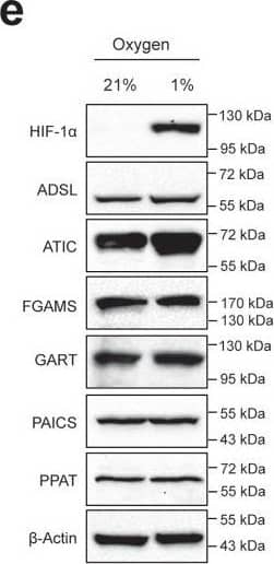 PURL Antibody - BSA Free