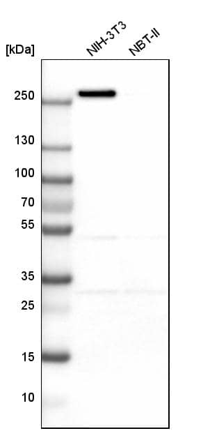 Myoferlin Antibody - BSA Free Western Blot: Myoferlin Antibody - BSA Free [NBP1-84694]