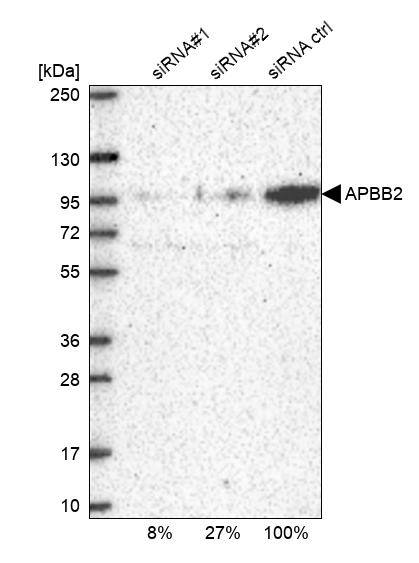 APBB2 Antibody - BSA Free Western Blot: APBB2 Antibody - BSA Free [NBP1-84700]