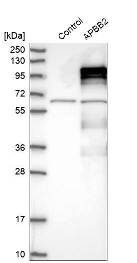 APBB2 Antibody - BSA Free Western Blot: APBB2 Antibody - BSA Free [NBP1-84700]
