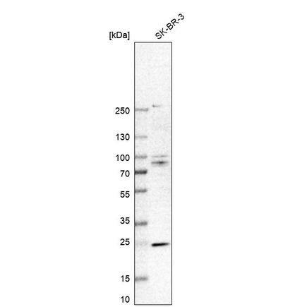 PILR-beta Antibody - BSA Free Western Blot: PILR-beta Antibody - BSA Free [NBP1-84701]