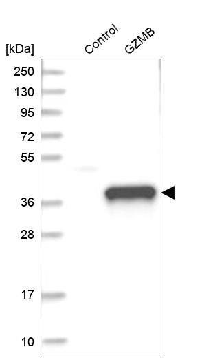 Granzyme B Antibody - BSA Free Western Blot: Granzyme B Antibody [NBP1-88151]