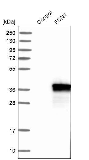 Ficolin-1 Antibody - BSA Free Western Blot: Ficolin-1 Antibody - BSA Free [NBP1-84705]