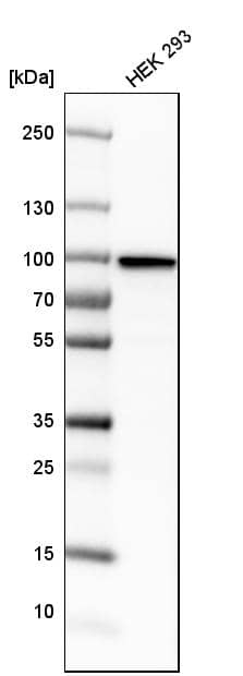 KHSRP Antibody - BSA Free Western Blot: KHSRP Antibody - BSA Free [NBP1-84719]