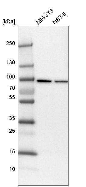 KHSRP Antibody - BSA Free Western Blot: KHSRP Antibody - BSA Free [NBP1-84719]