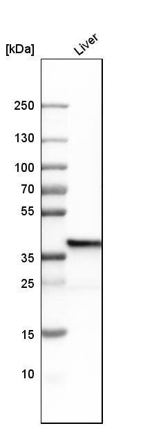FBPase 1 Antibody - BSA Free Western Blot: FBPase 1 Antibody - BSA Free [NBP1-84721]