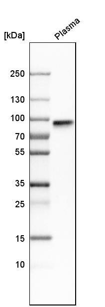 Fibulin 1 Antibody - BSA Free Western Blot: Fibulin 1 Antibody - BSA Free [NBP1-84726]