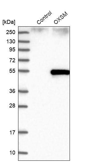 OXSM Antibody - BSA Free Western Blot: OXSM Antibody - BSA Free [NBP1-84731]