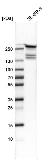 Fatty Acid Synthase/FASN Antibody - BSA Free Western Blot: Fatty Acid Synthase/FASN Antibody - BSA Free [NBP1-84733]