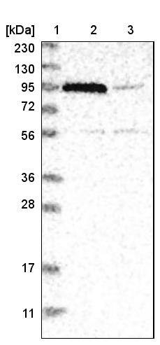NSMAF Antibody - BSA Free Western Blot: NSMAF Antibody - BSA Free [NBP1-84735]