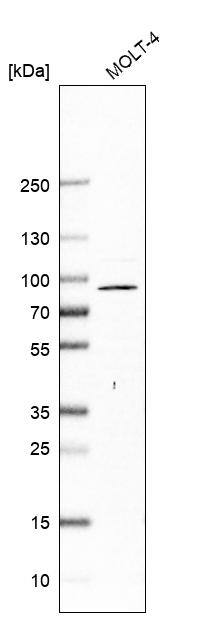 NSMAF Antibody - BSA Free Western Blot: NSMAF Antibody - BSA Free [NBP1-84736]
