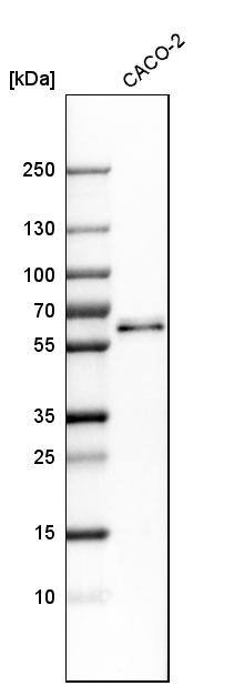 PTPIP51 Antibody - BSA Free Western Blot: PTPIP51 Antibody - BSA Free [NBP1-84738]