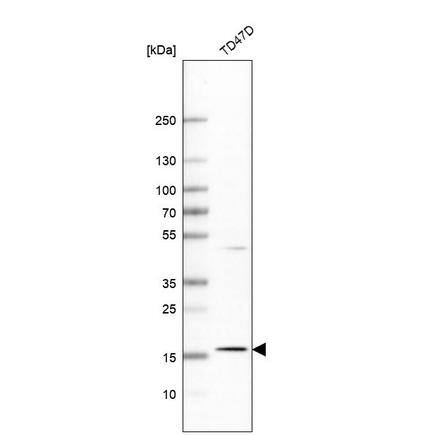 APOO Antibody - BSA Free Western Blot: APOO Antibody - BSA Free [NBP1-84746]