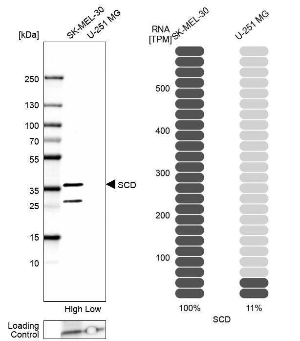 SCD-1 Antibody - BSA Free Western Blot: SCD-1 Antibody - BSA Free [NBP1-84749]