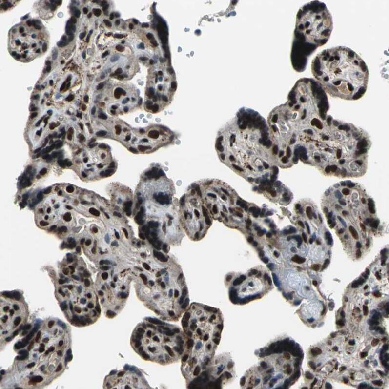 ELF2 Antibody - BSA Free Immunohistochemistry-Paraffin: ELF2 Antibody - BSA Free [NBP1-84770]