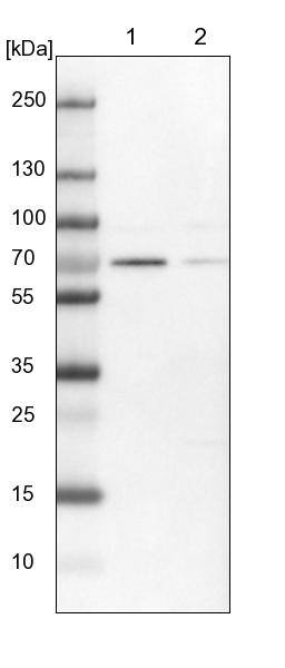 ELF2 Antibody - BSA Free Western Blot: ELF2 Antibody - BSA Free [NBP1-84770]