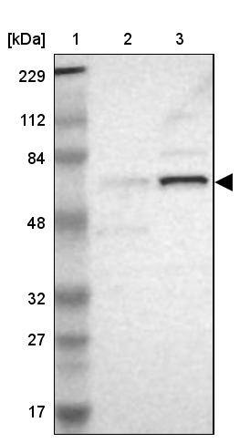 ELF2 Antibody - BSA Free Western Blot: ELF2 Antibody - BSA Free [NBP1-84770]