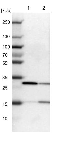 KHDRBS3 Antibody - BSA Free Western Blot: KHDRBS3 Antibody - BSA Free [NBP1-84774]