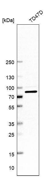 ABCF3 Antibody - BSA Free Western Blot: ABCF3 Antibody - BSA Free [NBP1-84781]