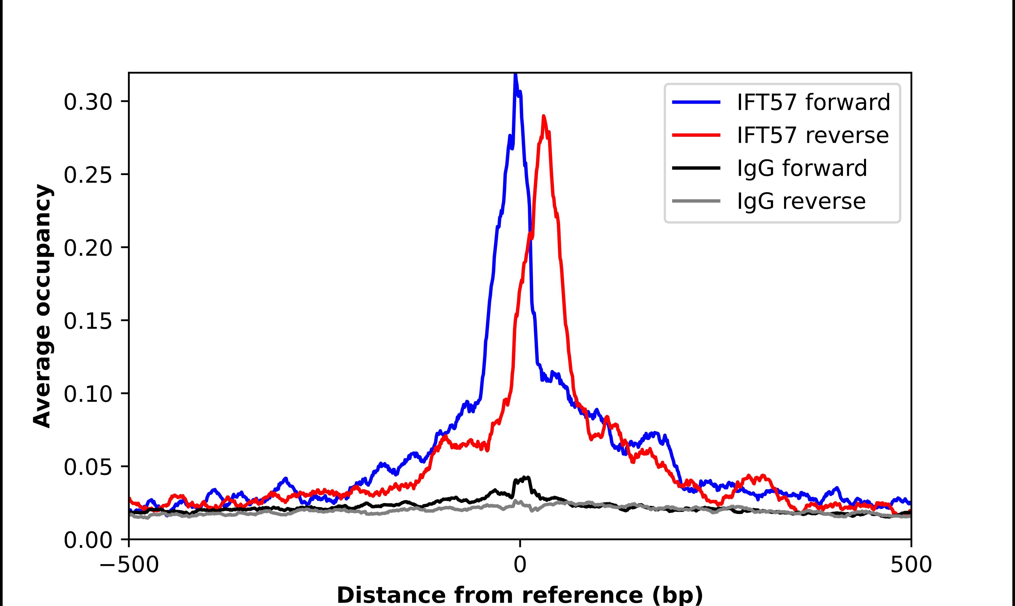 HIPPI Antibody - BSA Free Chromatin Immunoprecipitation ChIP: HIPPI Antibody - BSA Free